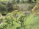 梅林公園(片桐且元屋敷跡)の石垣周辺