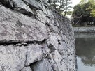 徳島城の石垣接写…