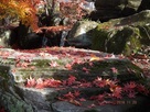 高島城・庭園の紅葉…