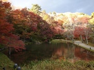 るり池の紅葉
