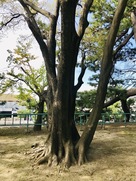 五行の木