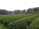 古河公方公園内茶畑から鴻ノ巣御所方向を望