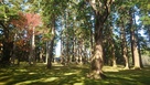 本丸跡に林立する飫肥杉…