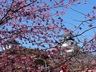 掛川桜と掛川城…