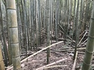 竹藪の城