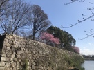 城址入口からの堀と桜…