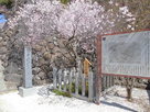 城址碑と左近の桜…