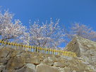 天守台石垣と桜…