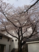 御三階櫓と満開の桜①…