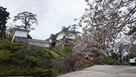桜と常盤木門