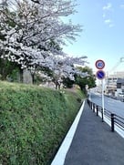 土塁と桜