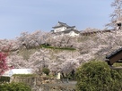 鶴山館の西から桜に浮かぶ備中櫓を撮影…