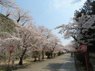冠木門（入場ゲート）への桜並木…