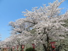 三の丸高石垣と桜…