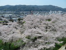 桜の海の二の丸…