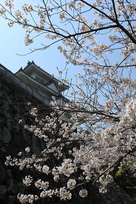 鉄櫓と桜