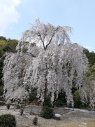 蔭滝側登山口の垂れ桜…