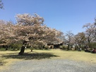滝山城中の丸の桜…