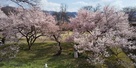 北側土手から桜を臨む…