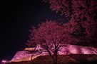 米子城跡ライトアップ2020～春の陣～…