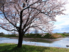 桜の下から本丸の土塁