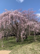 政庁前枝垂れ桜