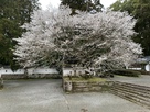 　城内の桜の木が満開でした!