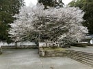 　城内の桜の木が満開でした!…