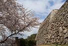 桜と御三階櫓石垣…