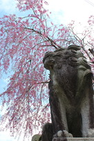 櫻山神社の狛犬と枝垂れ桜…