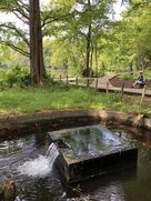 三宝寺池公園の湧水