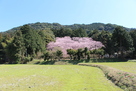 麓の初御代桜と城山