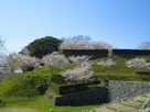 玉石垣に映える桜