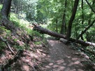 登城道の倒木