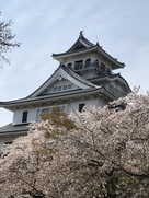 天守と桜