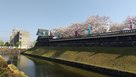 桜の城址②