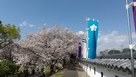 桜の城址③