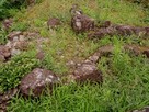 草に埋もれた斎藤時代の石段跡…