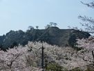 桜に浮かぶ山城…