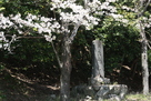 桜の下の城址碑…