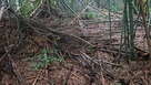 竹藪の中の浅い溝