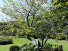 敷地内にあったニュートンのりんごの木