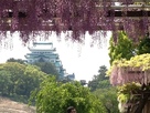 藤棚からの名古屋城…