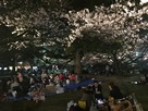 夜桜の徳島城