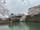 御廊下橋と桜