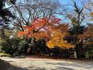 吉田城②　城址公園の紅葉…