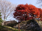 四季桜と石垣