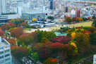 市役所展望塔からの城址公園紅葉…