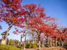 霞ケ城公園の紅葉…
