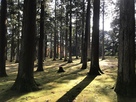 本丸跡～飫肥杉と苔と木漏れ日～…